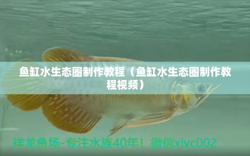 魚缸水生態(tài)圈制作教程（魚缸水生態(tài)圈制作教程視頻） 銀河星鉆魚