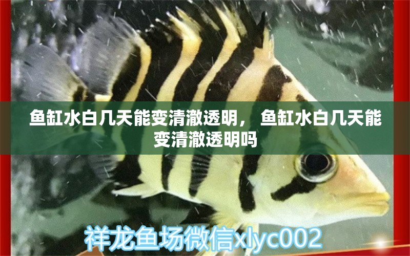 魚缸水白幾天能變清澈透明， 魚缸水白幾天能變清澈透明嗎