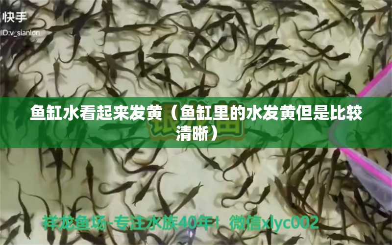 魚(yú)缸水看起來(lái)發(fā)黃（魚(yú)缸里的水發(fā)黃但是比較清晰）