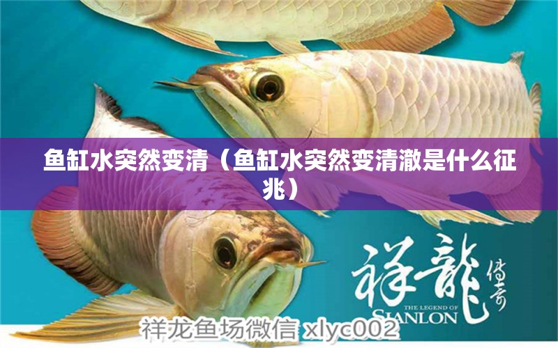 魚缸水突然變清（魚缸水突然變清澈是什么征兆）