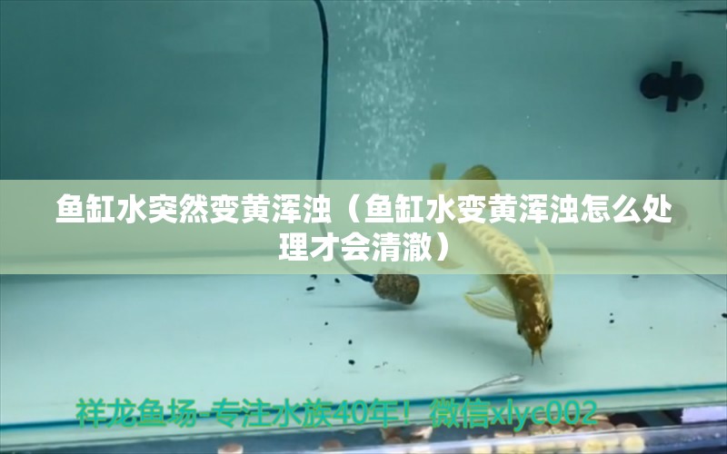 魚缸水突然變黃渾濁（魚缸水變黃渾濁怎么處理才會清澈）