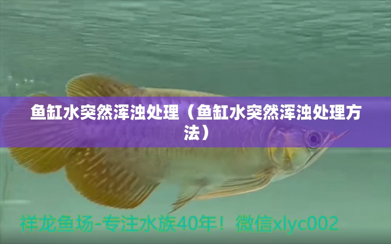 魚缸水突然渾濁處理（魚缸水突然渾濁處理方法）