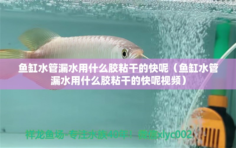 魚缸水管漏水用什么膠粘干的快呢（魚缸水管漏水用什么膠粘干的快呢視頻）