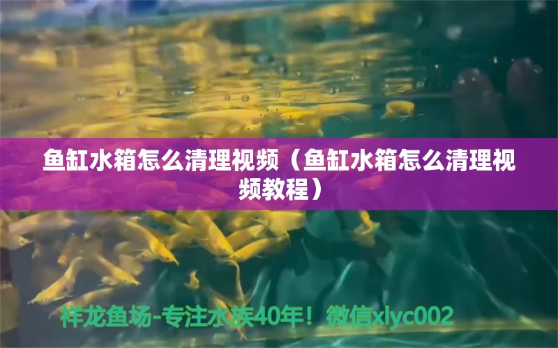 魚缸水箱怎么清理視頻（魚缸水箱怎么清理視頻教程） 祥龍水族醫(yī)院