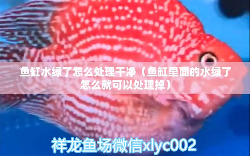 魚缸水綠了怎么處理干凈（魚缸里面的水綠了怎么就可以處理掉） 大湖紅龍魚