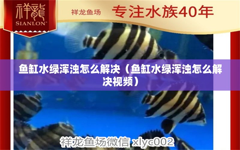 魚缸水綠渾濁怎么解決（魚缸水綠渾濁怎么解決視頻） 觀賞魚市場（混養(yǎng)魚）