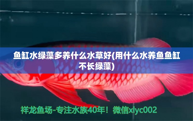 魚缸水綠藻多養(yǎng)什么水草好(用什么水養(yǎng)魚魚缸不長(zhǎng)綠藻) 水草