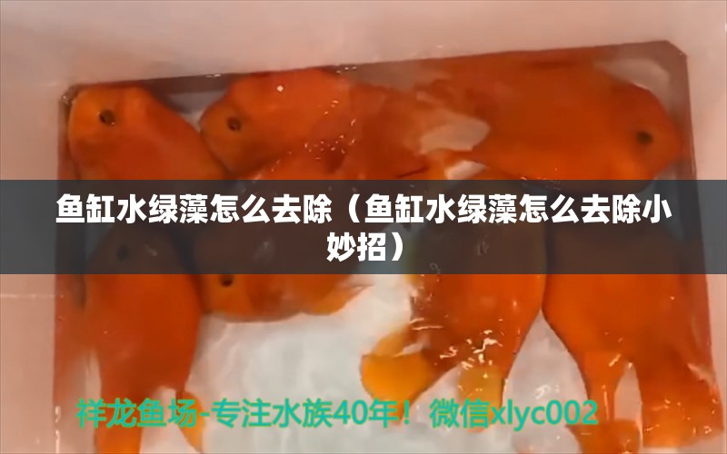 魚缸水綠藻怎么去除（魚缸水綠藻怎么去除小妙招） 帝王血鉆魚