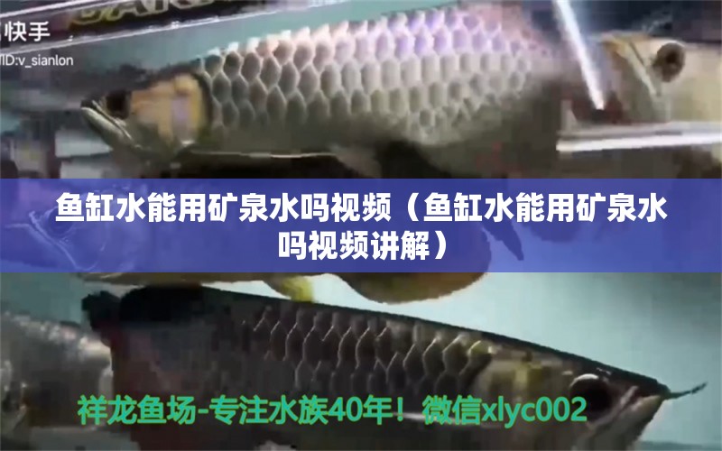 魚缸水能用礦泉水嗎視頻（魚缸水能用礦泉水嗎視頻講解） 祥龍水族醫(yī)院