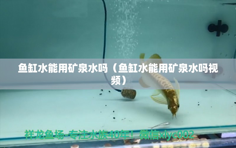 魚缸水能用礦泉水嗎（魚缸水能用礦泉水嗎視頻）