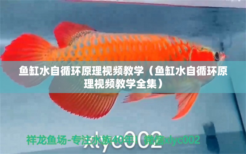 魚缸水自循環(huán)原理視頻教學(xué)（魚缸水自循環(huán)原理視頻教學(xué)全集） 其他品牌魚缸