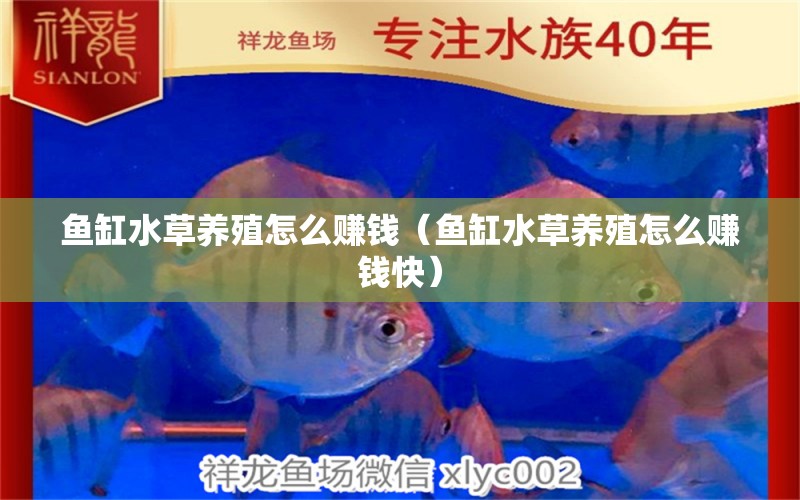 魚缸水草養(yǎng)殖怎么賺錢（魚缸水草養(yǎng)殖怎么賺錢快） 大湖紅龍魚