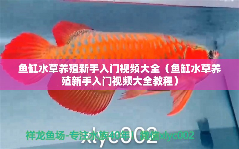 魚缸水草養(yǎng)殖新手入門視頻大全（魚缸水草養(yǎng)殖新手入門視頻大全教程）