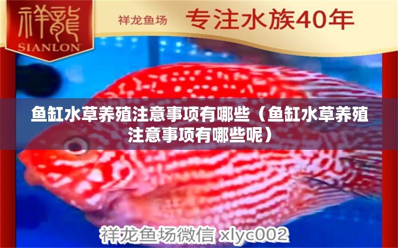 魚缸水草養(yǎng)殖注意事項有哪些（魚缸水草養(yǎng)殖注意事項有哪些呢） 水草