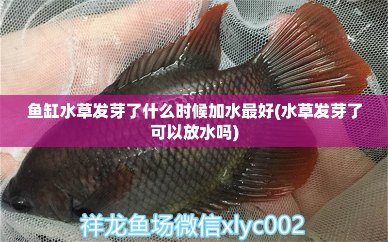 魚(yú)缸水草發(fā)芽了什么時(shí)候加水最好(水草發(fā)芽了可以放水嗎) 水草