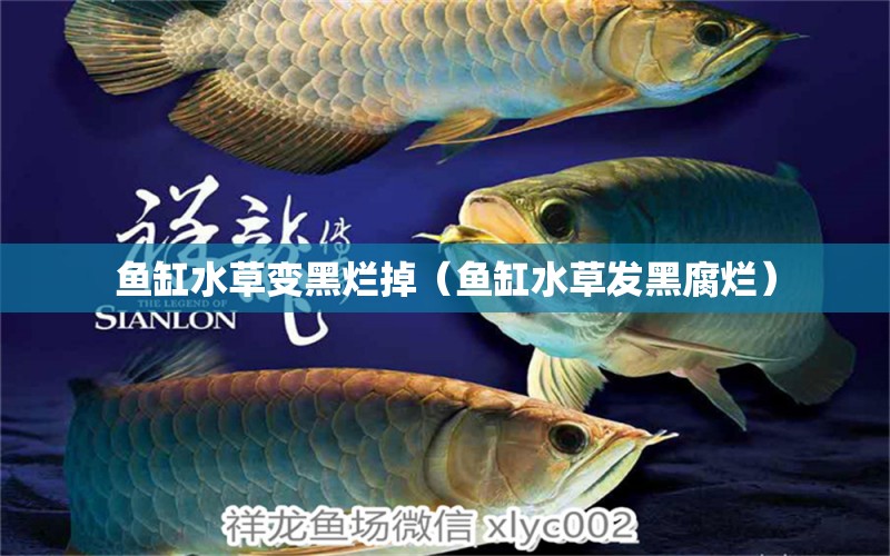 魚(yú)缸水草變黑爛掉（魚(yú)缸水草發(fā)黑腐爛） 純血皇冠黑白魟魚(yú) 第2張