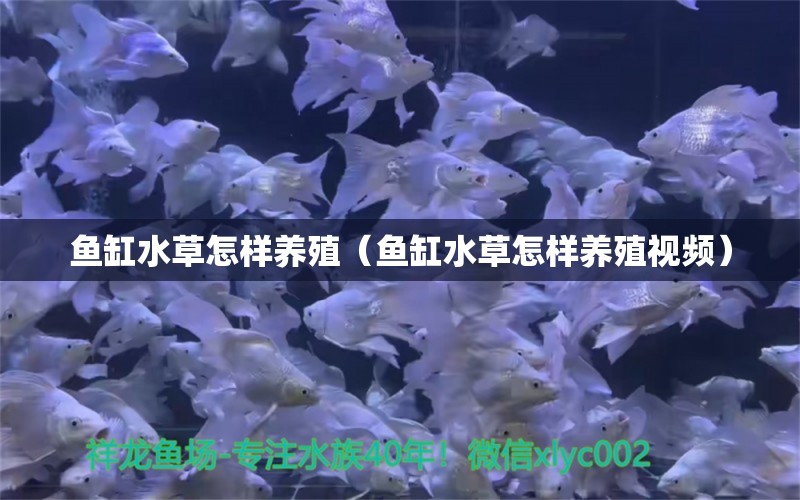 魚缸水草怎樣養(yǎng)殖（魚缸水草怎樣養(yǎng)殖視頻） 水草