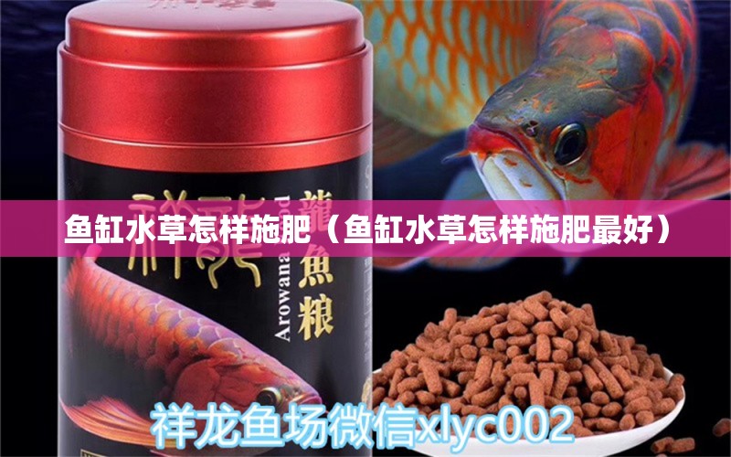 魚缸水草怎樣施肥（魚缸水草怎樣施肥最好） 水草