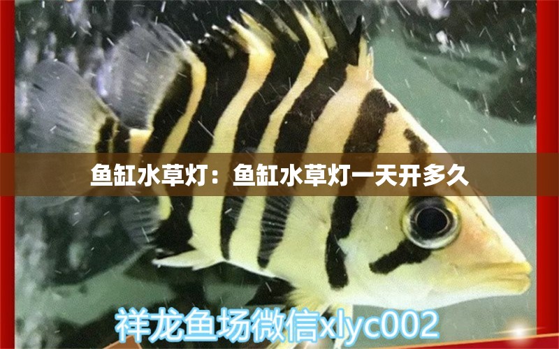 魚缸水草燈：魚缸水草燈一天開多久