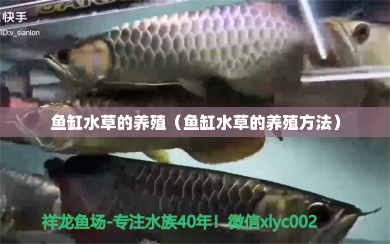 魚缸水草的養(yǎng)殖（魚缸水草的養(yǎng)殖方法） 水草