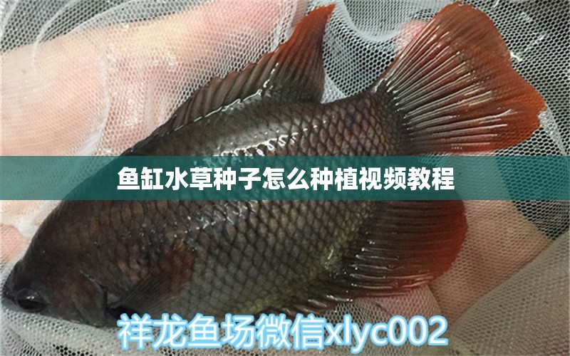 魚缸水草種子怎么種植視頻教程