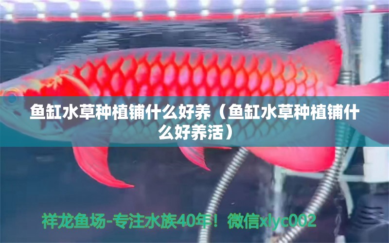 魚缸水草種植鋪什么好養(yǎng)（魚缸水草種植鋪什么好養(yǎng)活）