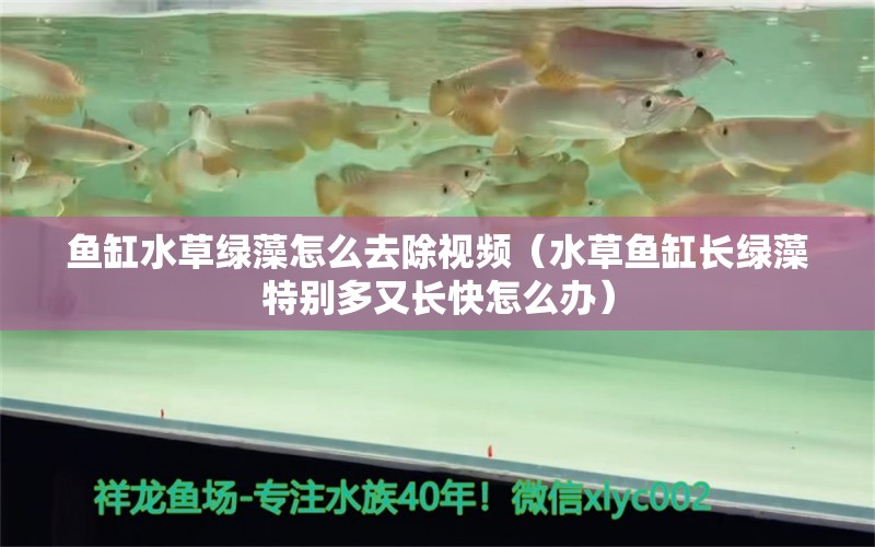 魚缸水草綠藻怎么去除視頻（水草魚缸長(zhǎng)綠藻特別多又長(zhǎng)快怎么辦）