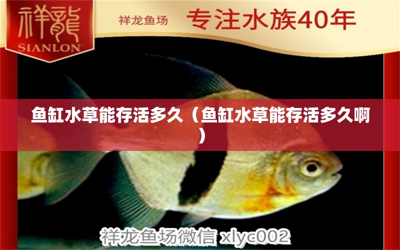 魚缸水草能存活多久（魚缸水草能存活多久?。? title=