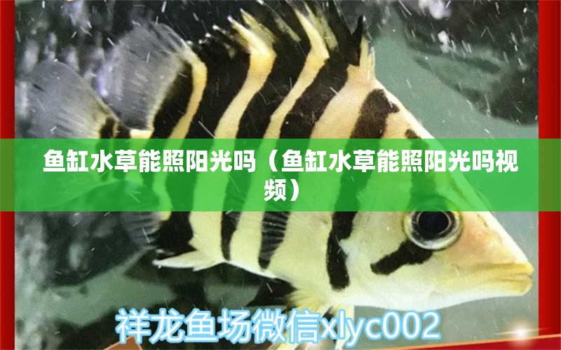 魚缸水草能照陽光嗎（魚缸水草能照陽光嗎視頻）