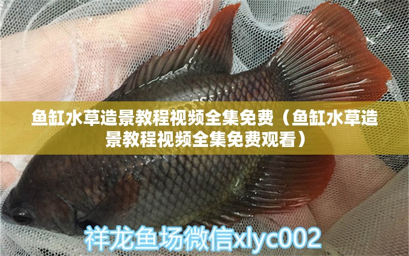 魚缸水草造景教程視頻全集免費(fèi)（魚缸水草造景教程視頻全集免費(fèi)觀看） 水草