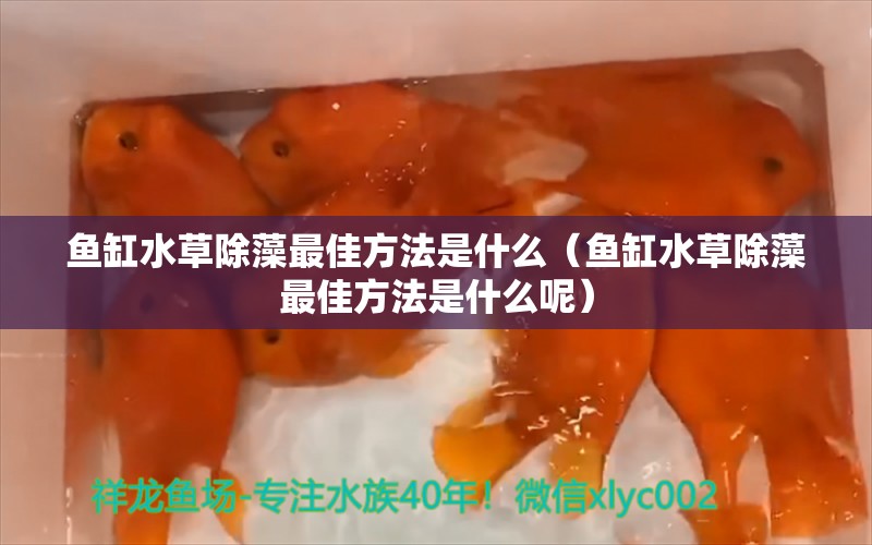 魚缸水草除藻最佳方法是什么（魚缸水草除藻最佳方法是什么呢）