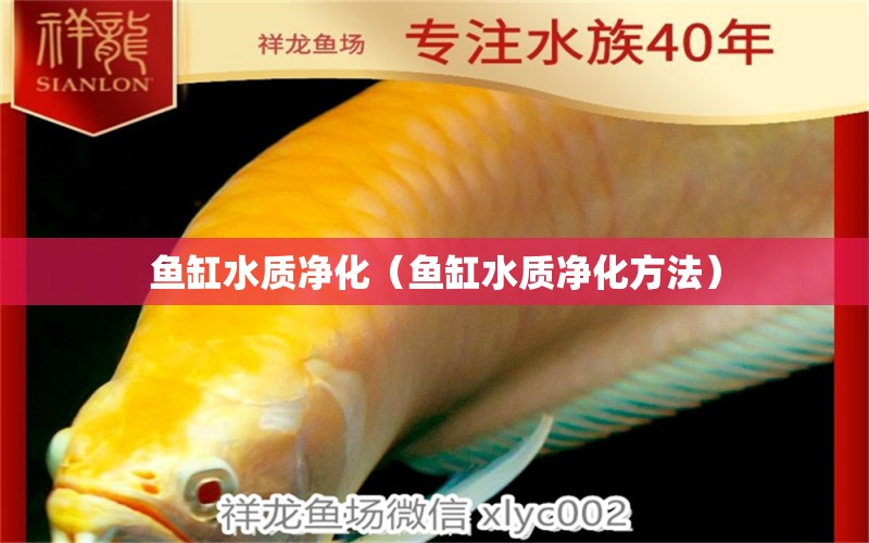 魚(yú)缸水質(zhì)凈化（魚(yú)缸水質(zhì)凈化方法） 其他品牌魚(yú)缸