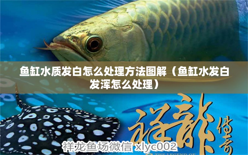 魚缸水質(zhì)發(fā)白怎么處理方法圖解（魚缸水發(fā)白發(fā)渾怎么處理） 觀賞魚批發(fā)