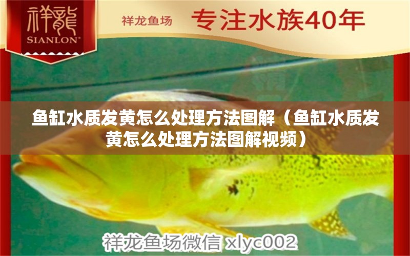 魚缸水質(zhì)發(fā)黃怎么處理方法圖解（魚缸水質(zhì)發(fā)黃怎么處理方法圖解視頻） 觀賞魚市場(chǎng)（混養(yǎng)魚）