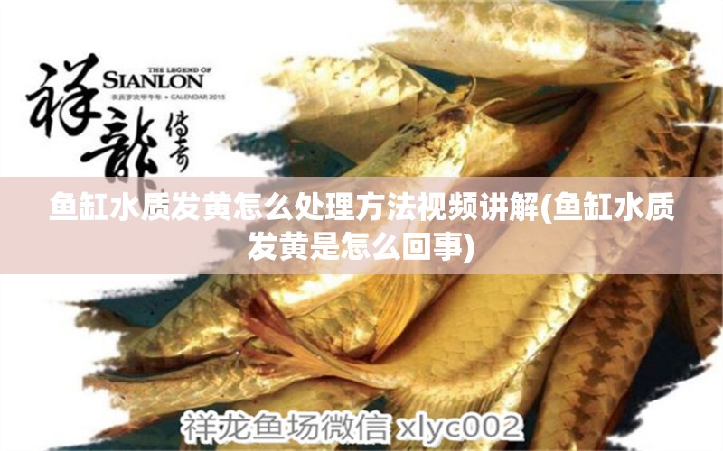 魚缸水質(zhì)發(fā)黃怎么處理方法視頻講解(魚缸水質(zhì)發(fā)黃是怎么回事) 野生地圖魚