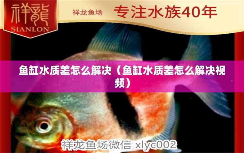 魚缸水質(zhì)差怎么解決（魚缸水質(zhì)差怎么解決視頻）