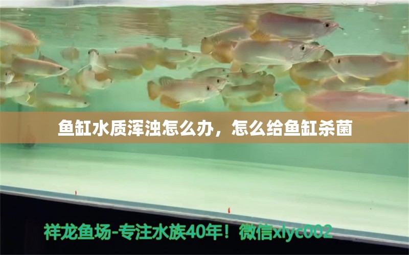 魚(yú)缸水質(zhì)渾濁怎么辦，怎么給魚(yú)缸殺菌 養(yǎng)魚(yú)知識(shí) 第1張