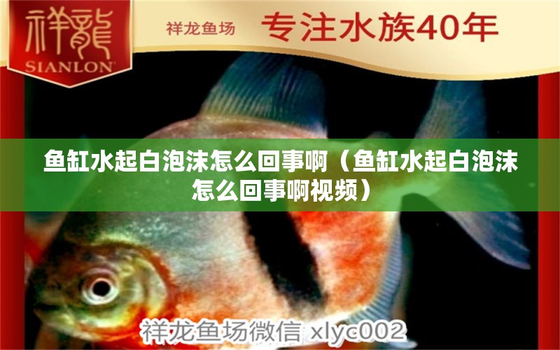 魚缸水起白泡沫怎么回事啊（魚缸水起白泡沫怎么回事啊視頻）