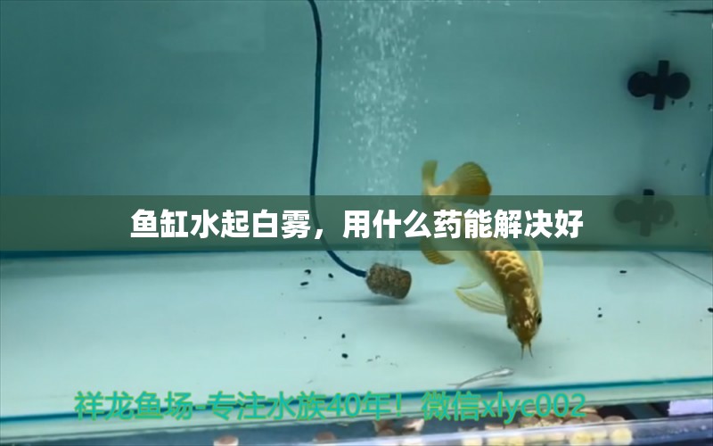 魚缸水起白霧，用什么藥能解決好