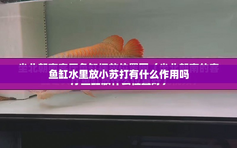 魚缸水里放小蘇打有什么作用嗎 水族問答 第1張