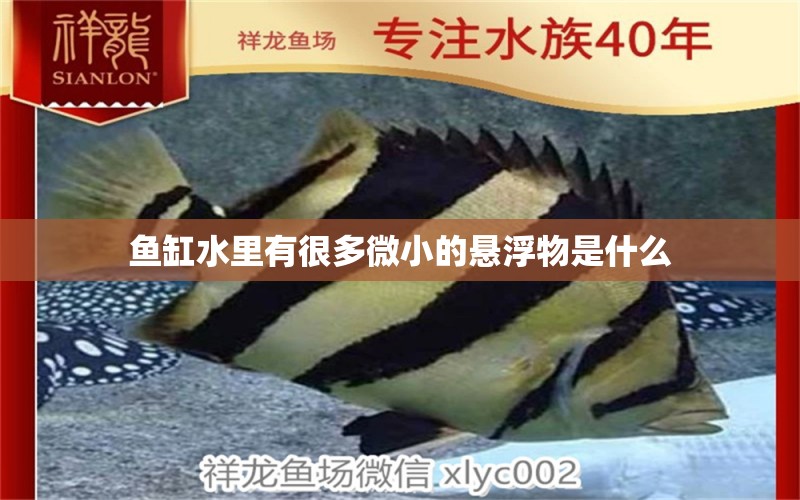 魚(yú)缸水里有很多微小的懸浮物是什么