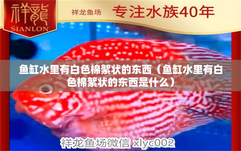 魚(yú)缸水里有白色棉絮狀的東西（魚(yú)缸水里有白色棉絮狀的東西是什么） 其他品牌魚(yú)缸