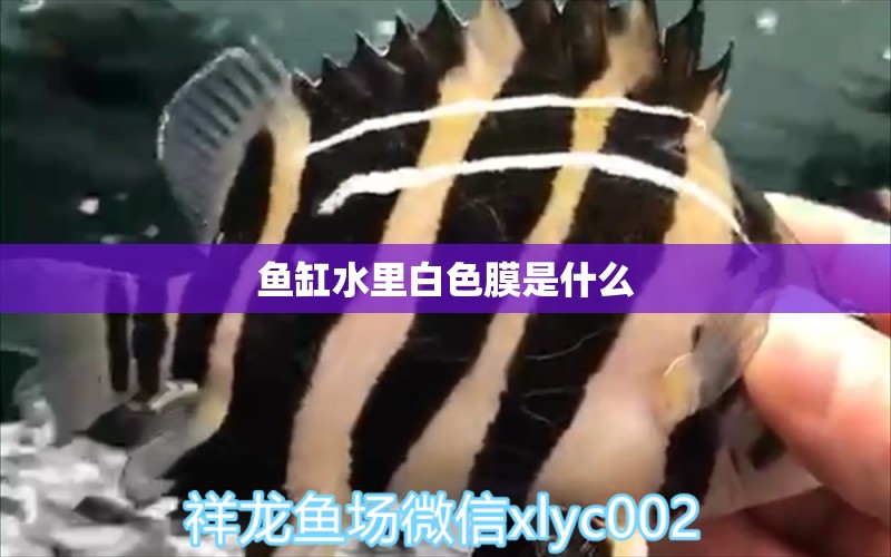 魚缸水里白色膜是什么