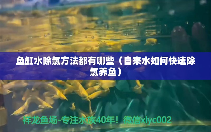 魚缸水除氯方法都有哪些（自來水如何快速除氯養(yǎng)魚） 短身紅龍魚