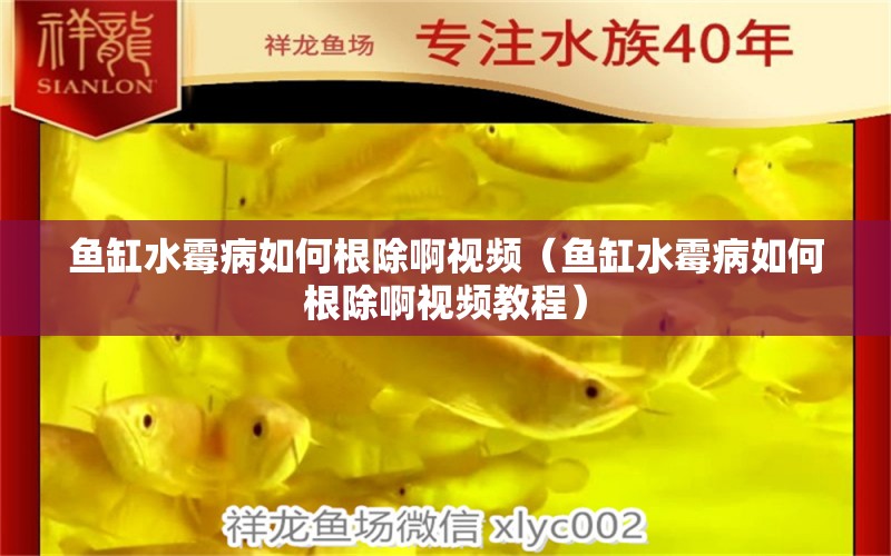 魚(yú)缸水霉病如何根除啊視頻（魚(yú)缸水霉病如何根除啊視頻教程）