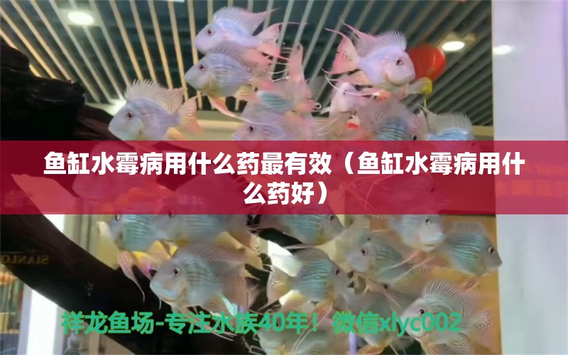 魚缸水霉病用什么藥最有效（魚缸水霉病用什么藥好） 2024第28屆中國國際寵物水族展覽會CIPS（長城寵物展2024 CIPS）