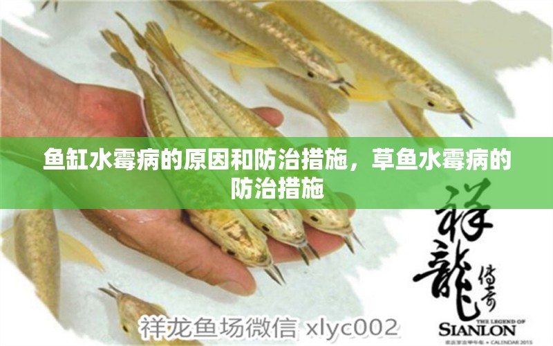 魚缸水霉病的原因和防治措施，草魚水霉病的防治措施 養(yǎng)魚知識 第1張