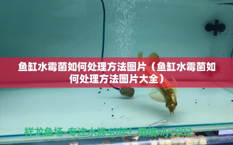 魚缸水霉菌如何處理方法圖片（魚缸水霉菌如何處理方法圖片大全）