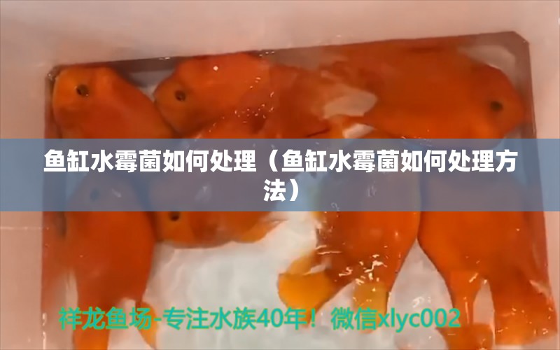 魚缸水霉菌如何處理（魚缸水霉菌如何處理方法）