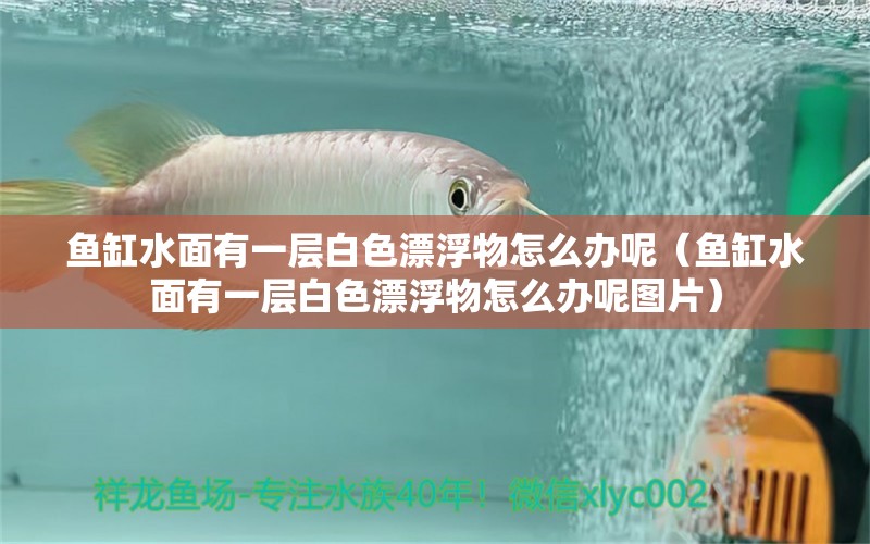 魚(yú)缸水面有一層白色漂浮物怎么辦呢（魚(yú)缸水面有一層白色漂浮物怎么辦呢圖片） 祥龍水族醫(yī)院